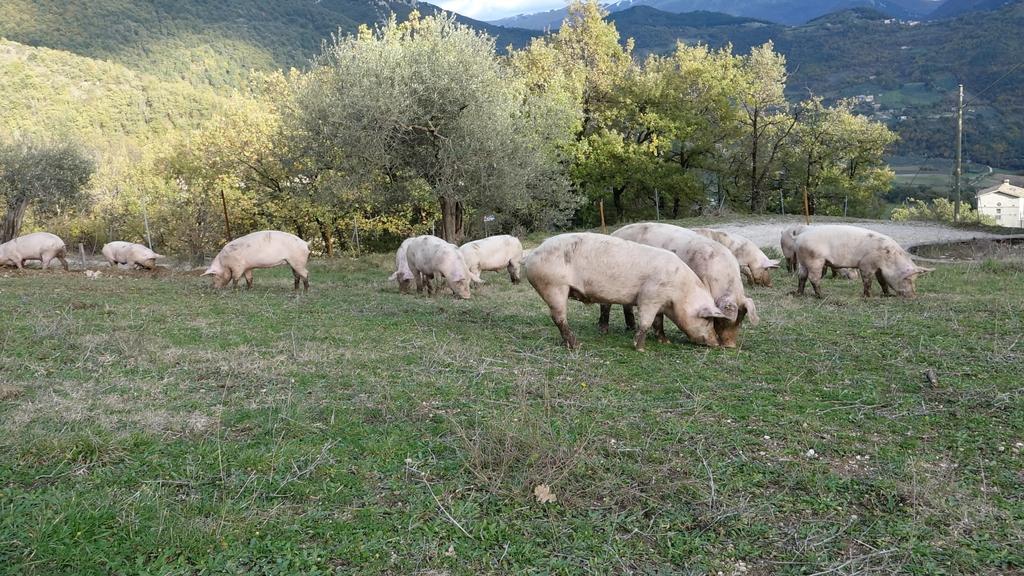 Valle Del Belvedere Spoleto Buitenkant foto